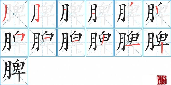 脾的笔顺、笔画