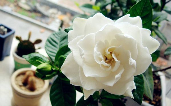 栀子花的花语是什么,栀子花花语大全
