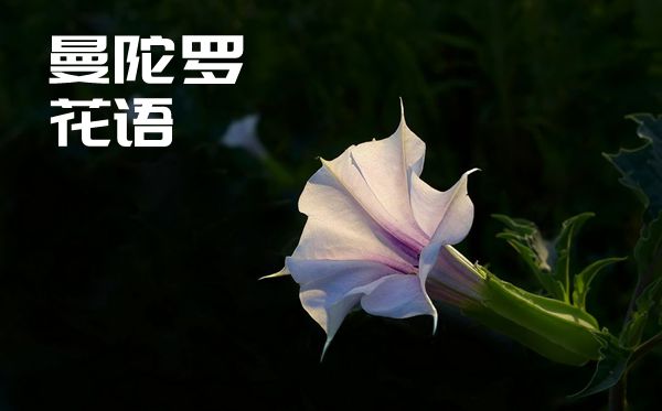 曼陀罗的话语是什么,曼陀罗花语大全