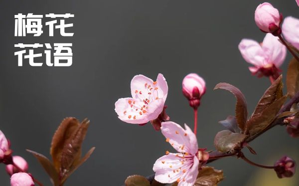 梅花的花语是什么,梅花花语大全