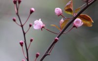 梅花的花语是什么_梅花花语大全