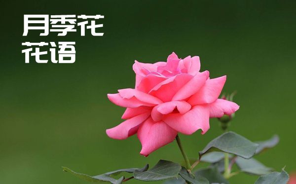 月季花的花语是什么,月季花花语大全