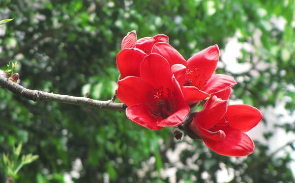 木棉花