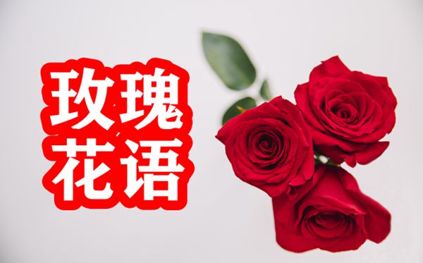 玫瑰的花语是什么,玫瑰花的花语大全