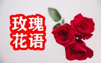 玫瑰的花语是什么_玫瑰花的花语大全