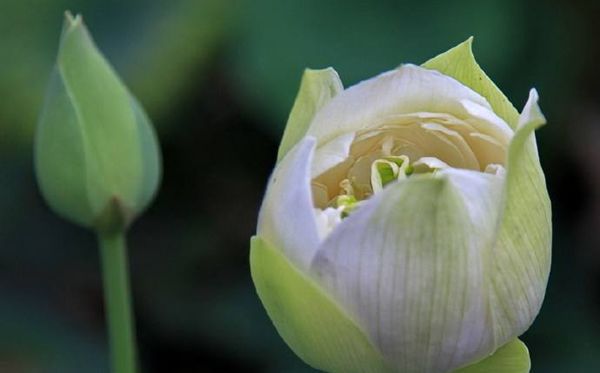 莲花的花语是什么,莲花花语大全