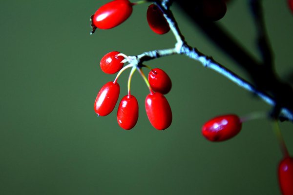 茱萸怎么读,茱萸是什么意思,茱萸太重的人的特点