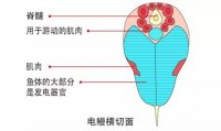 鳗鱼的读音_鳗字怎么读拼音是什么_鳗鱼的鳗为什么不读第四声?